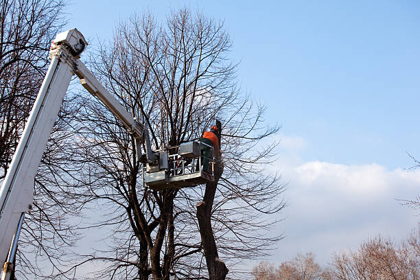 Seasonal Cleanup (Spring/Fall)